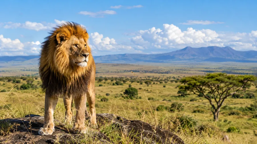 Serengeti Plains: Geography, Size, and Landscape